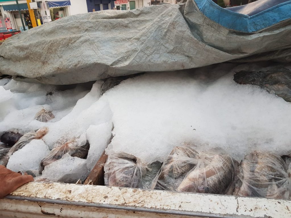 Operativos retienen 11.3 toneladas de producto pesquero
