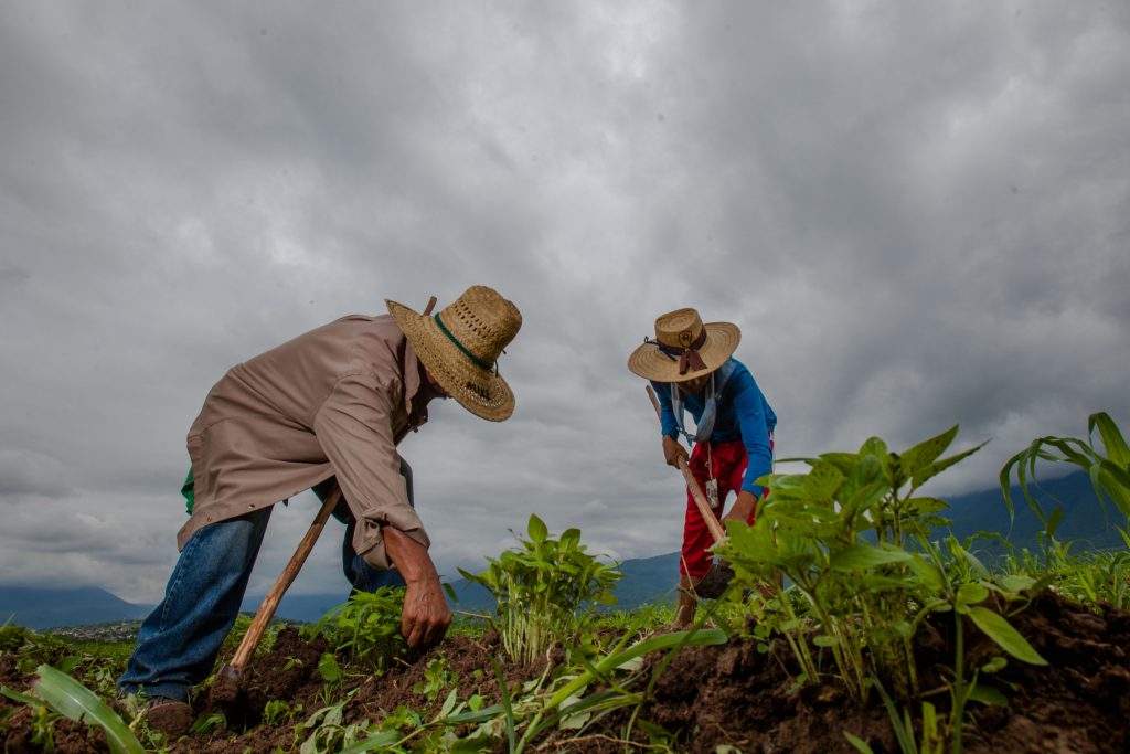 Programa de Fertilizantes en Guerrero atiende 280 mil productores 
