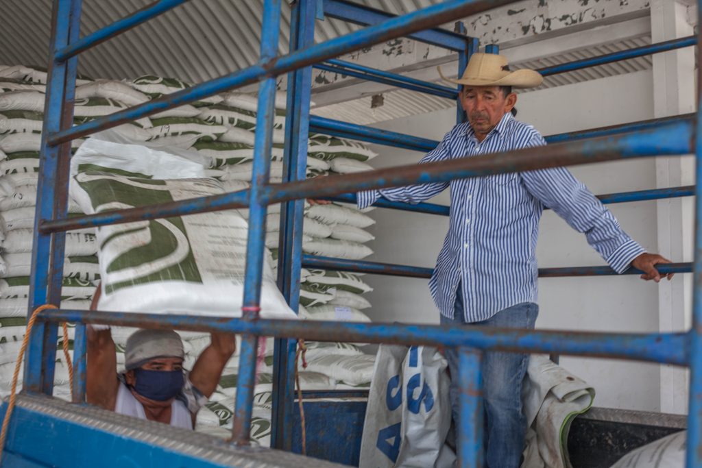 Programa de Fertilizantes en Guerrero atiende 280 mil productores 