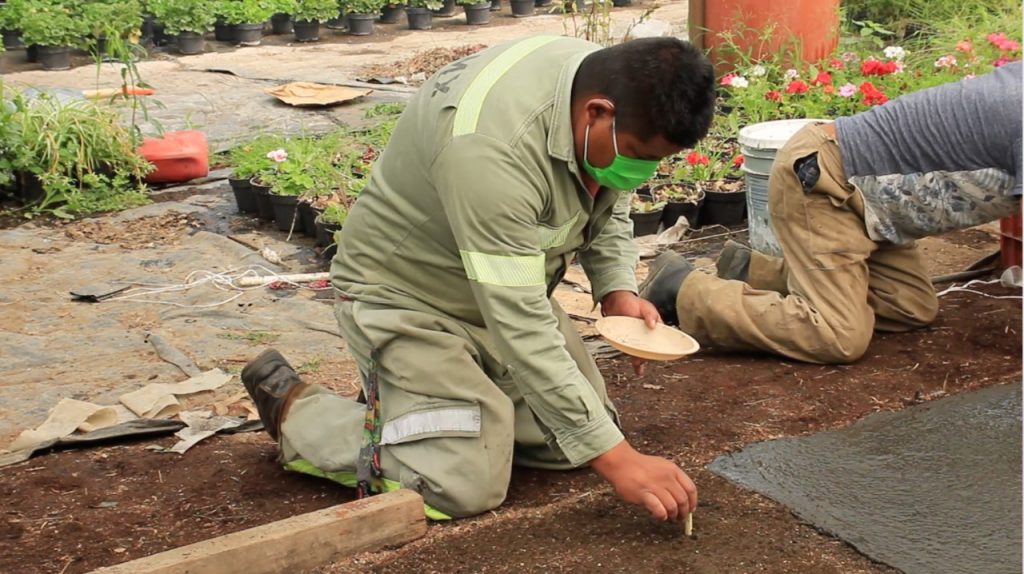 Inicia en Xochimilco siembra de cempasúchil a pesar de la pandemia 