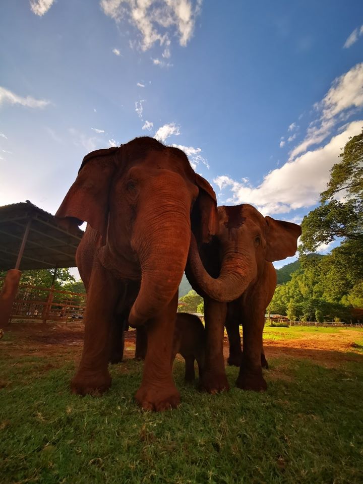 El Covid-19 acaba con el maltrato a elefantes en Tailandia