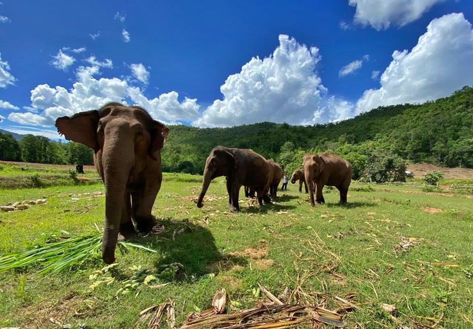 ¡Tú puedes liberar a un elefante de la crueldad de la industria turística!