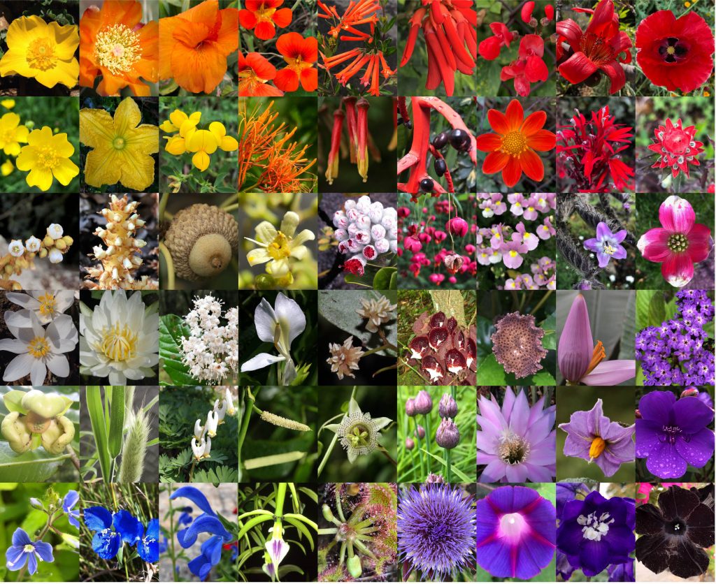Aparición de plantas con flor cambió la faz de la tierra: revela estudio 