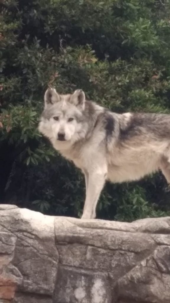 Fallece Sheep: uno de los  lobos mexicanos más longevos de zoológicos