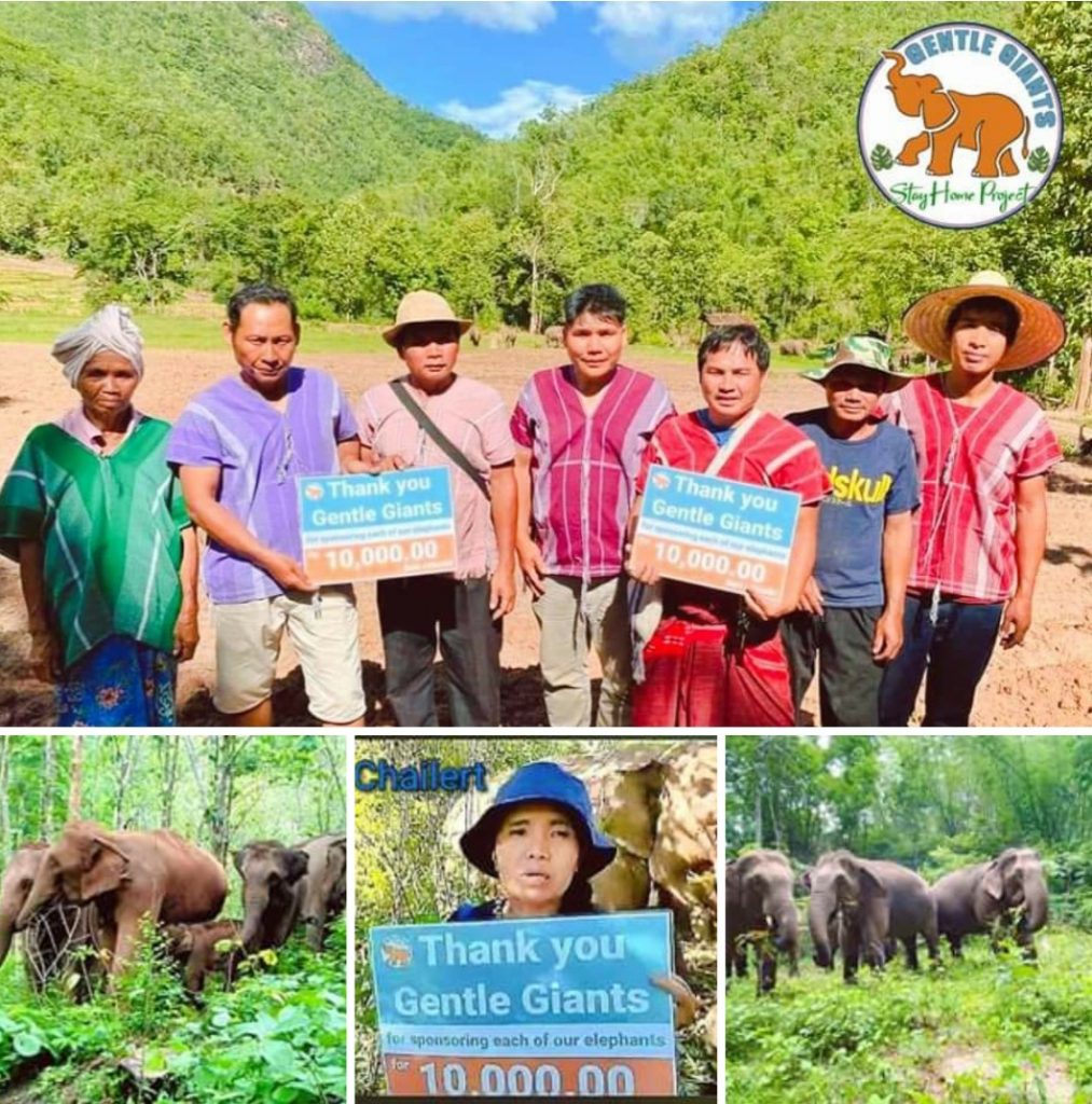 Elefantes de Tailandia tendrán un hogar sin esclavitud