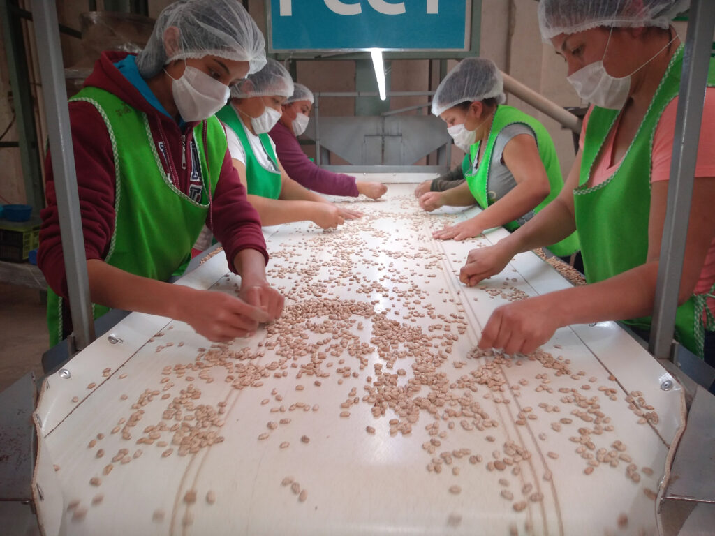 Se incrementarán cosechas de grano en 7.2 por ciento 