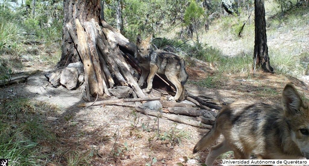 Nacen lobos mexicanos en vida libre en Chihuahua