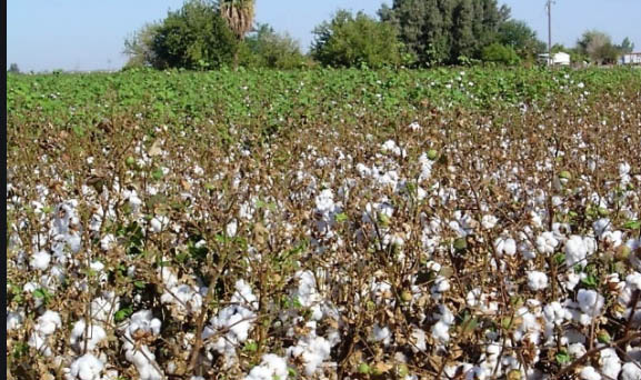Buscan disminuir uso de semillas transgénicas de algodón