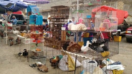 CDMX prohíbe venta de animales en mercados