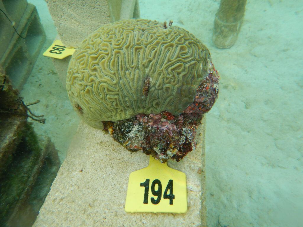 Logran segundo desove de coral en cautiverio 