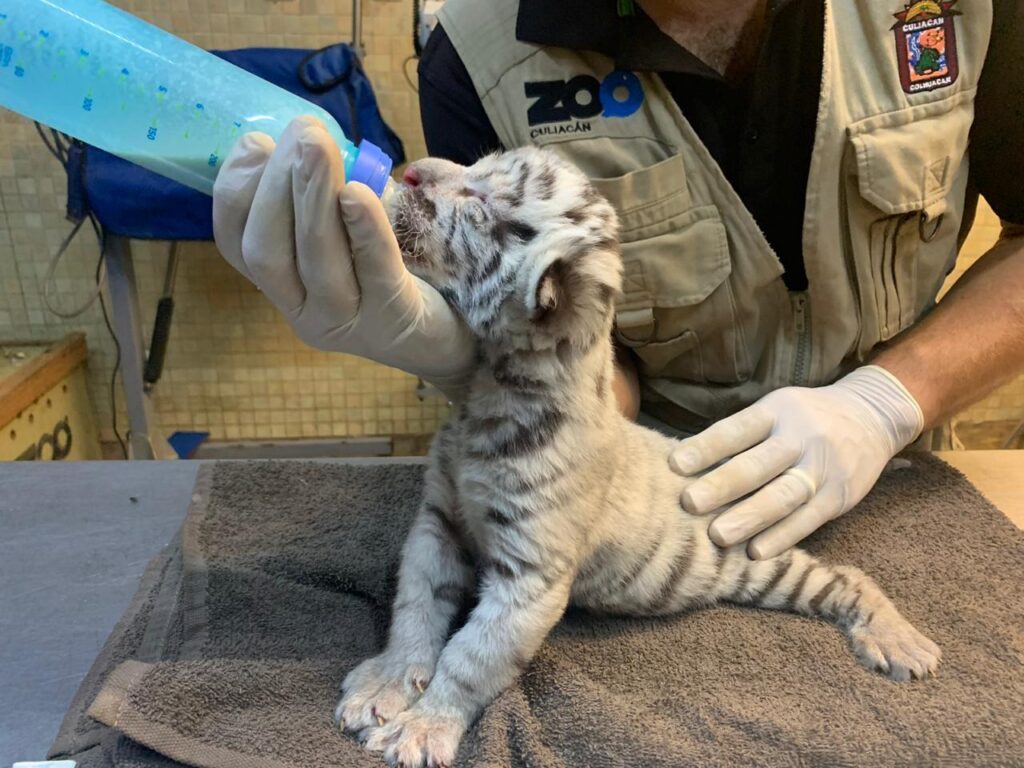 Nace tigre blanco en Zoológico de Culiacán 