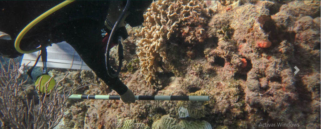 Continúan trabajos de “arrecifes saludables” en Cozumel  