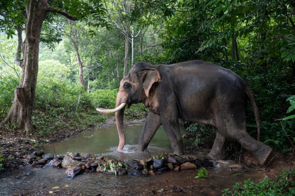 La crueldad detrás del “baño” con elefantes