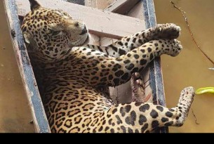 Descubren cruel comercio de jaguares en Latinoamérica