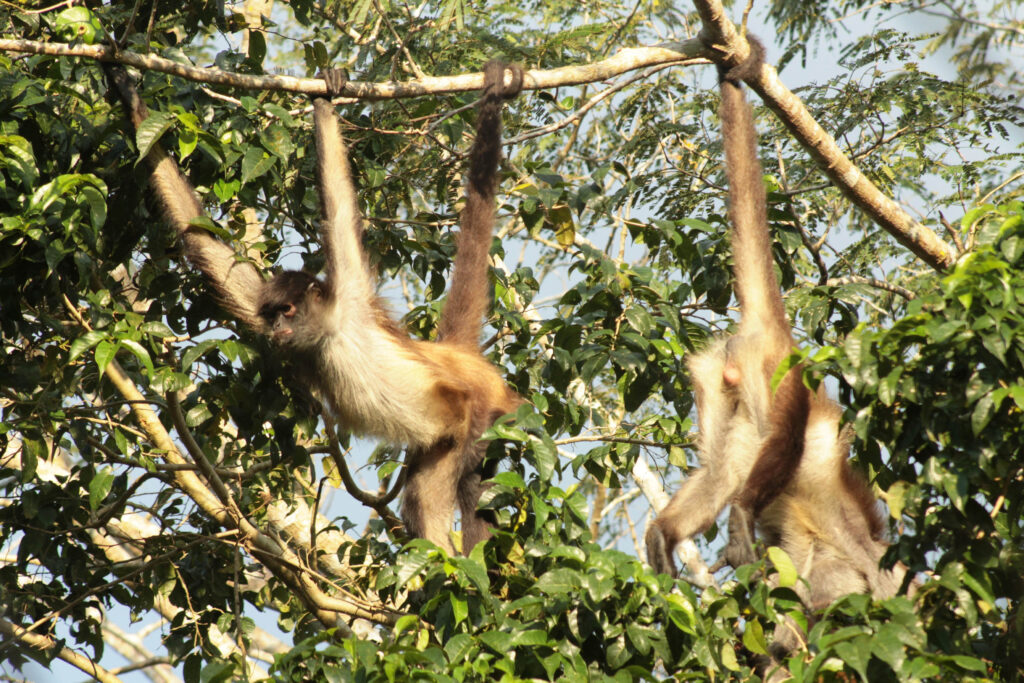 Monos araña actúan como computadoras colectivas