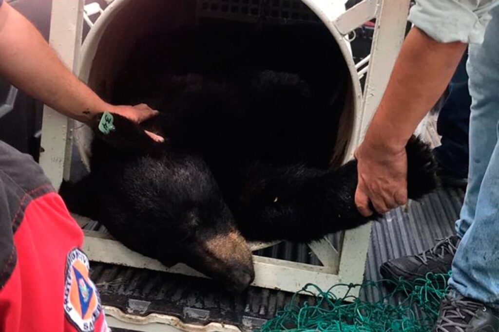 Rescatan oso negro que interactuó con turistas en NL