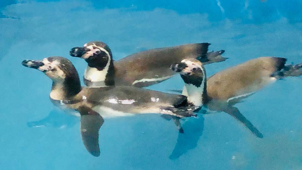Aplauden banco genético de pingüinos para preservarlos