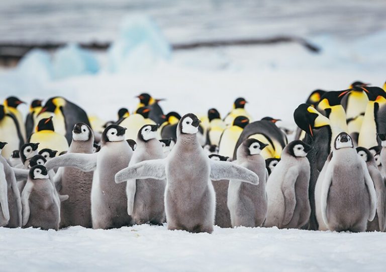 Más de 10 nuevas colonias de pingüinos en la Antártida