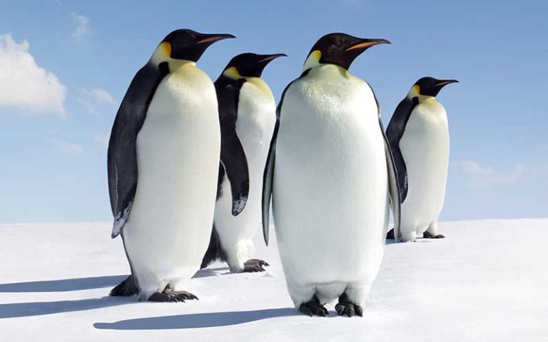 Más de 10 nuevas colonias de pingüinos en la Antártida