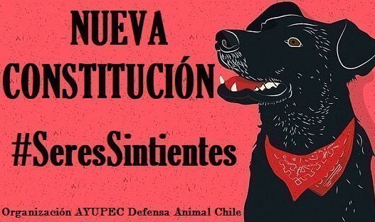 Piden en  Chile considerar animales seres sintientes 