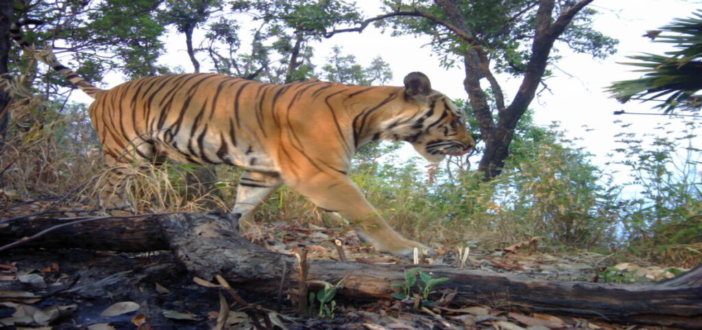 Nuevos avistamientos de tigres aumentan esperanzas