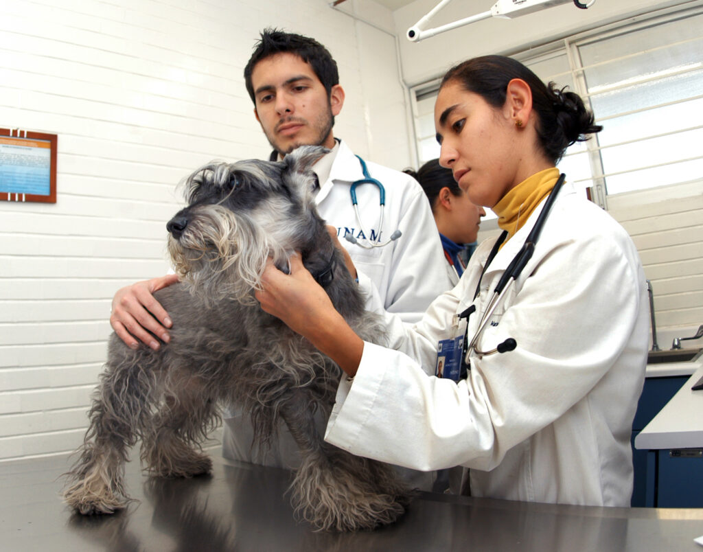 ¿Qué tanto sabes de los veterinarios? 