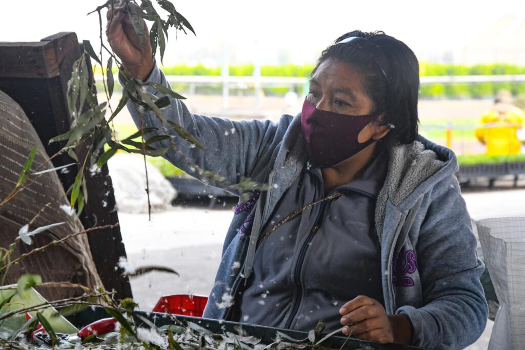 Producen 5 millones de plantas anuales en Xochimilco
