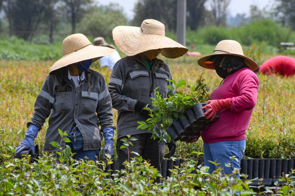 Producen 5 millones de plantas anuales en Xochimilco