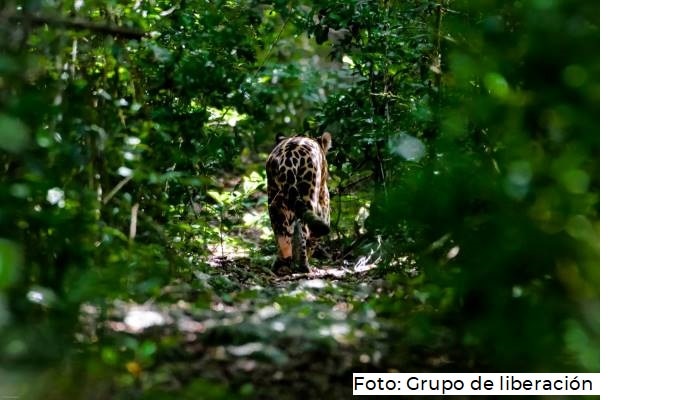 Liberan a jaguar rehabilitado en Biósfera Sian Ka´an