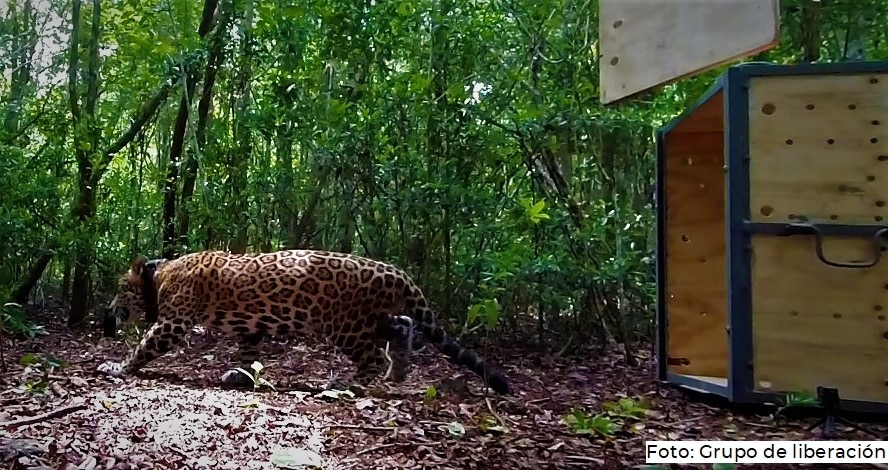 Liberan a jaguar rehabilitado en Biósfera Sian Ka´an
