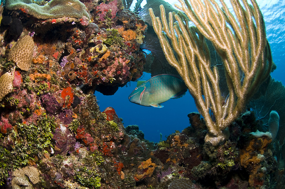 Arrecife Mesoamericano: en Cumbre de Turismo 