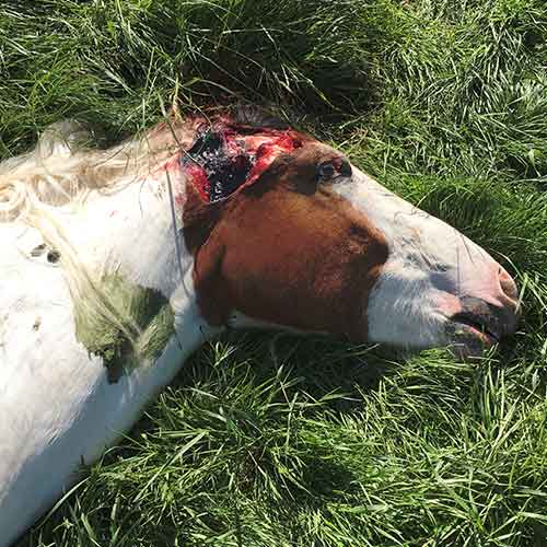 Investigan a asesinos seriales de caballos en Francia 