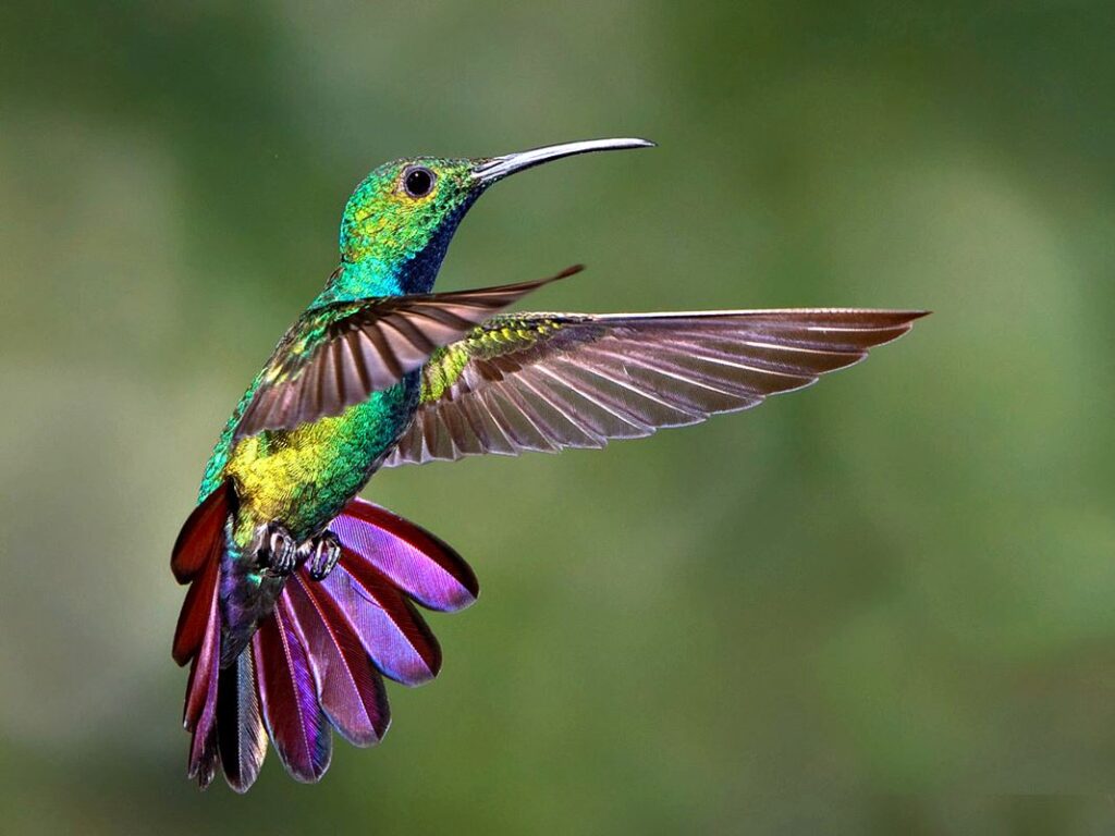 Descubren secreto del colibrí para conservar su energía