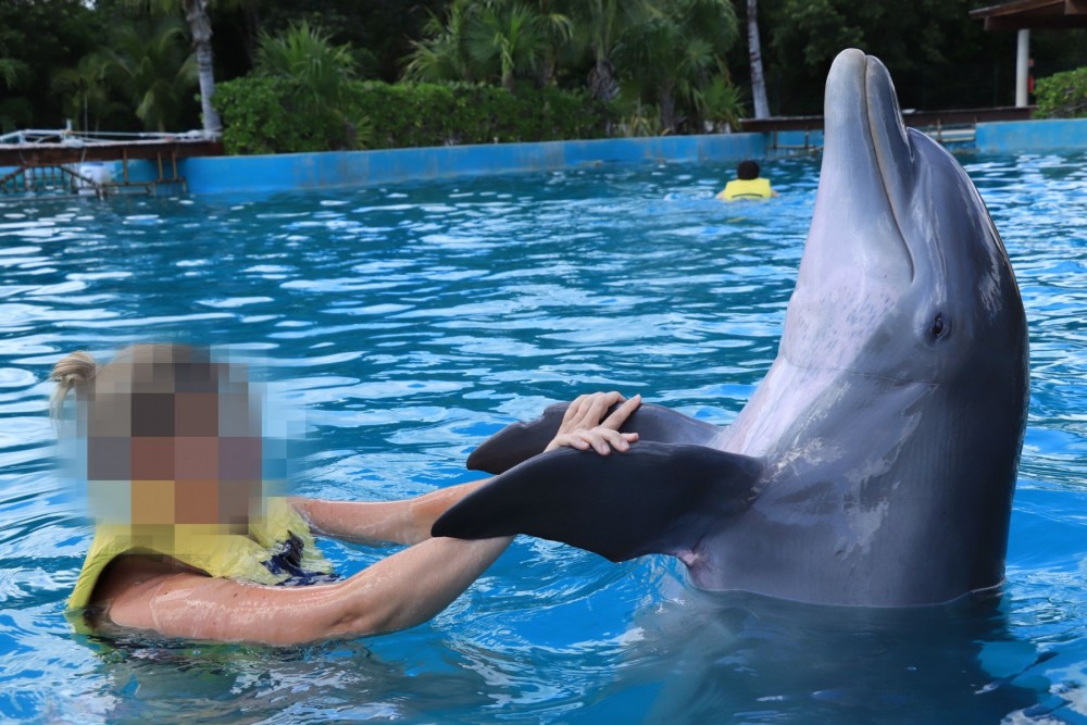 Revelan crueldad de entretenimiento con delfines