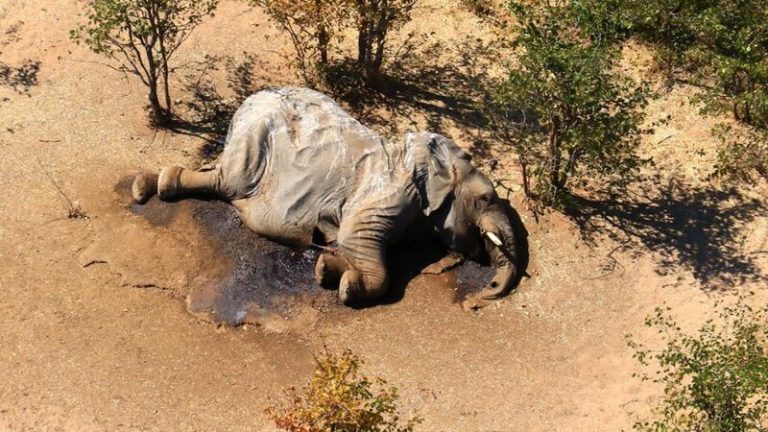 Descubren causa de muerte de más de 300 elefantes 