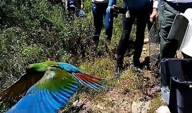 Liberan en su hábitat a guacamaya verde rehabilitada 