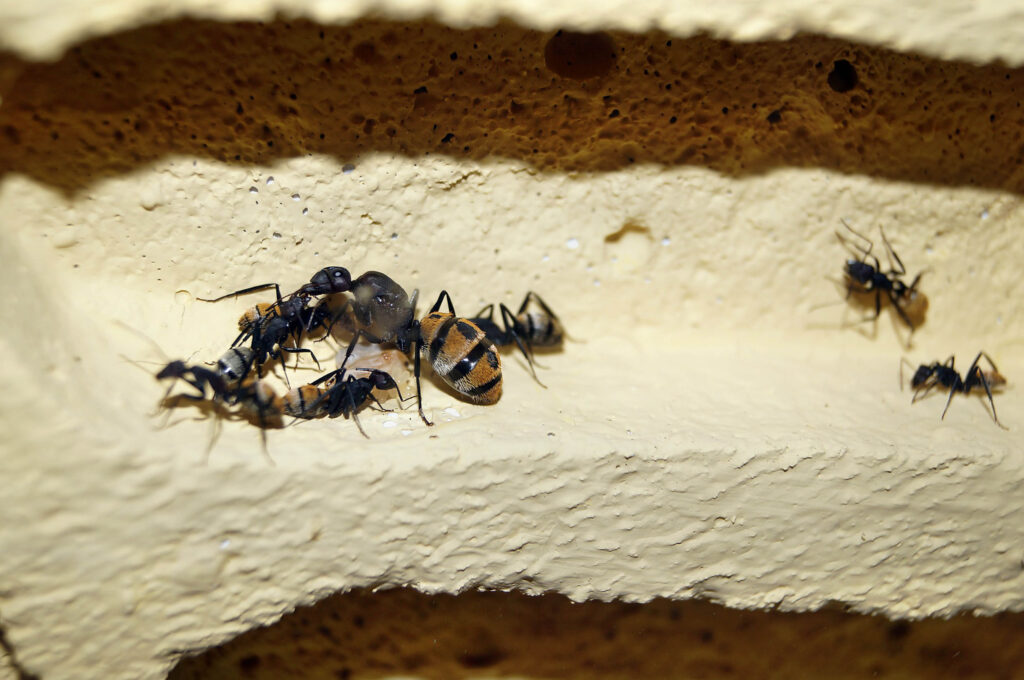 Hormigas: aliadas para prevenir envejecimiento de ovarios