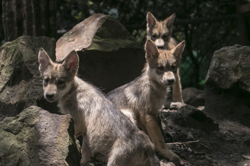 Logran en CDMX conservación del lobo mexicano