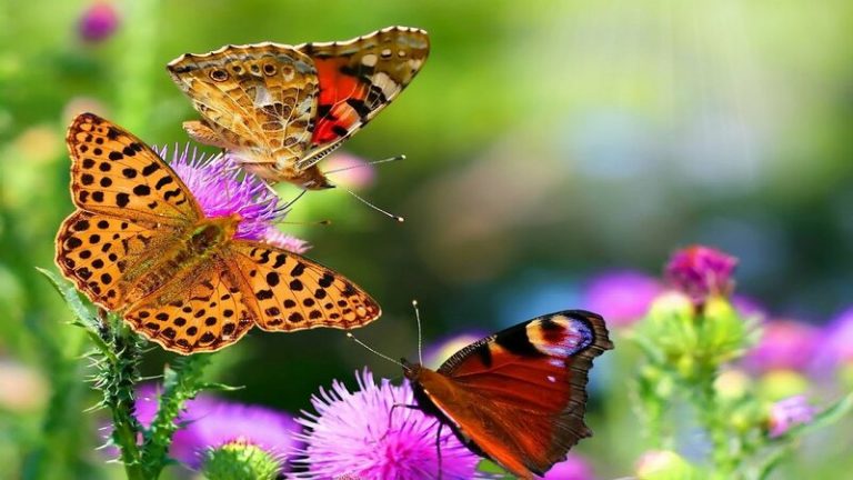 Un jardín de mariposas: cómo atraerlas…