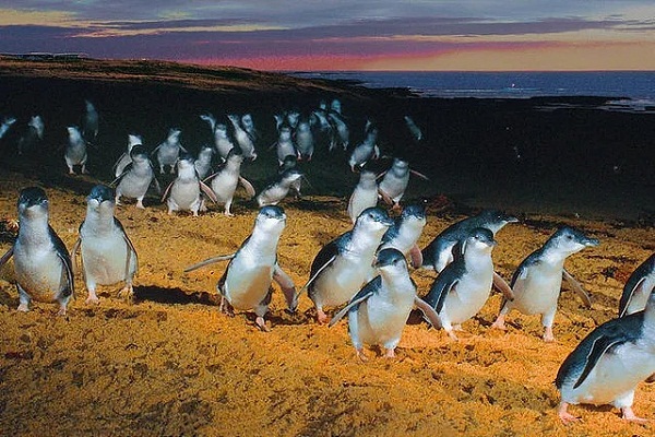 Marcha de pingüinos en Australia hace sonreír al mundo