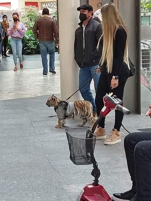 Profepa investiga caso de tigre en plaza comercial 