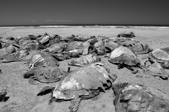 350 tortugas caguama mueren donde los lobos marinos