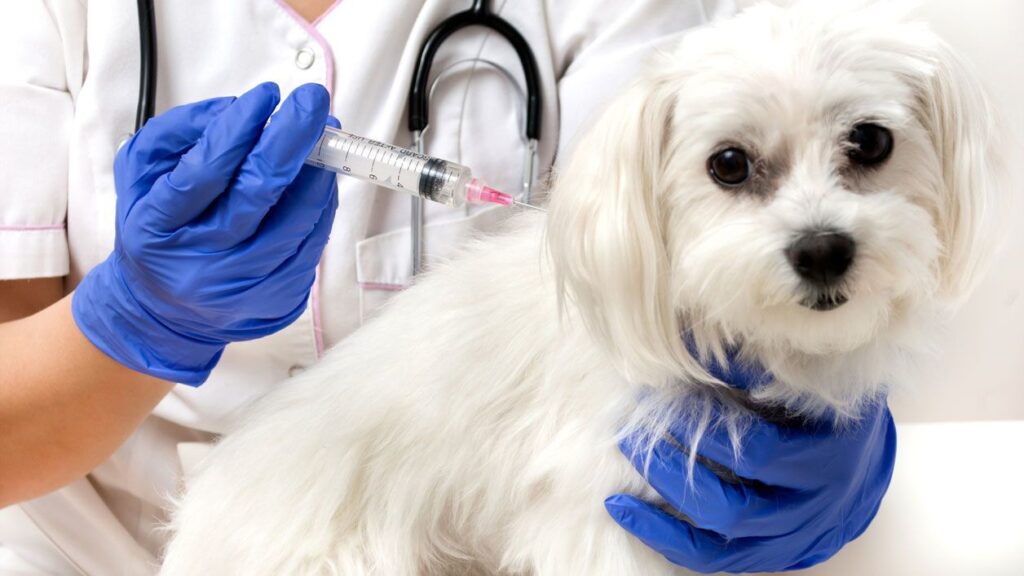 Llama Edomex a vacunar a perros y gatos contra la rabia