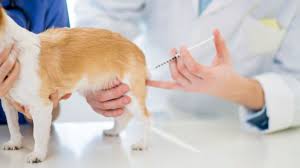 Llama Edomex a vacunar a perros y gatos contra la rabia