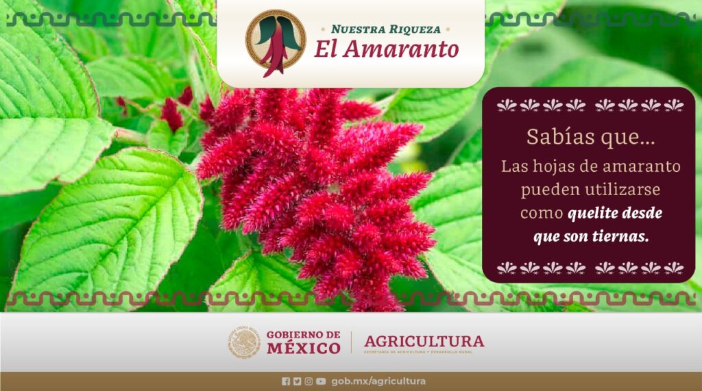 Aporta México 14 variedades de amaranto