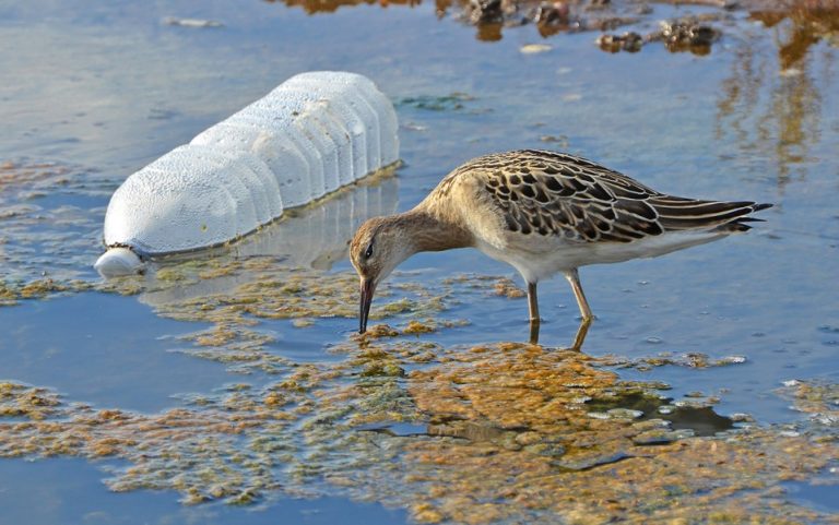 Plásticos amenazan aves marinas de zonas muy remotas