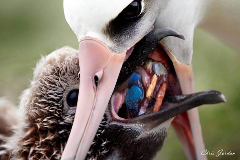 Plásticos amenazan aves marinas de zonas muy remotas