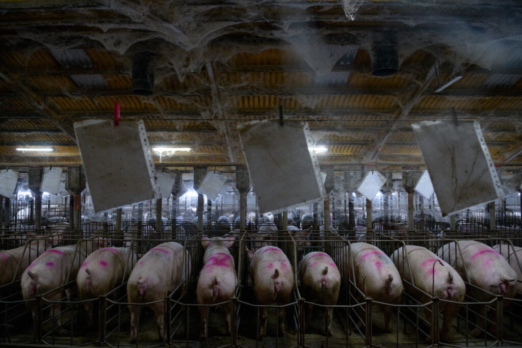 Factoría: La explotación industrial de cerdos