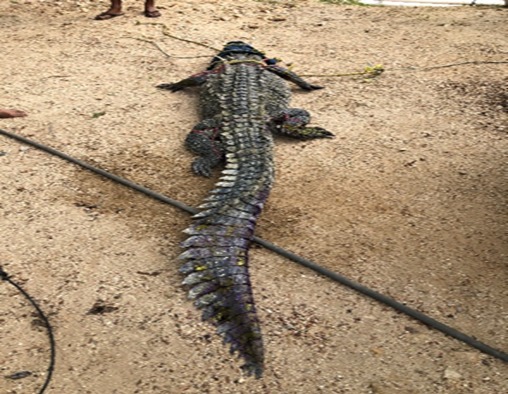 Recibe Profepa cocodrilo rescatado en Acapulco