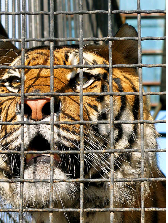 UE y Reino Unido comercian con tigres vivos y sus partes